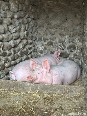 Vând porci alb - imagine 2