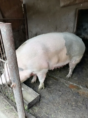 Porc de vânzare  - imagine 2