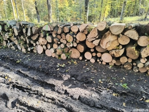 Vand lemne de foc esenta tare 240 lei metru