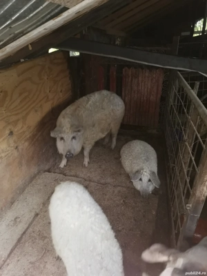 Purcea mangalita de vânzare 