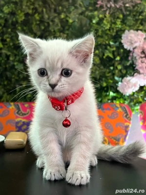 schottis streight  - imagine 5