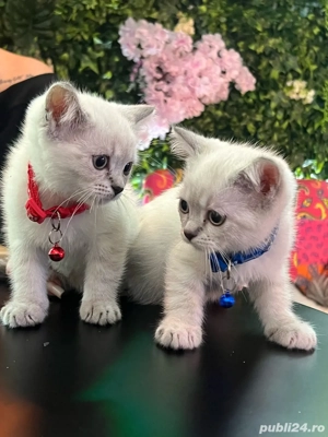 schottis streight  - imagine 2