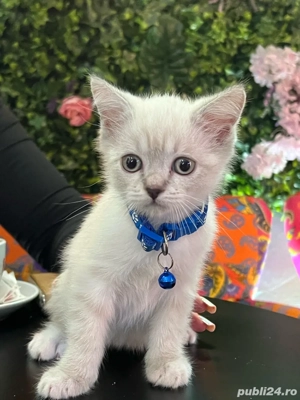 schottis streight  - imagine 3