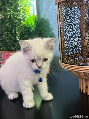 schottis streight  - imagine 4