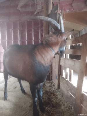 Tap alpin  - imagine 2