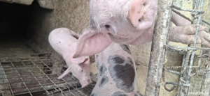 vînd purcei de rasa 