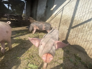 Grăsuni Rasa Landrace și Rasa Pietrain - imagine 4 Grăsuni Rasa Landrace și Rasa Pietrain - imagine 4