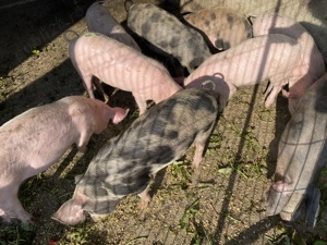 Grăsuni Rasa Landrace și Rasa Pietrain - imagine 2 Grăsuni Rasa Landrace și Rasa Pietrain - imagine 2