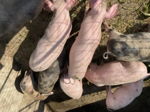 Grăsuni Rasa Landrace și Rasa Pietrain