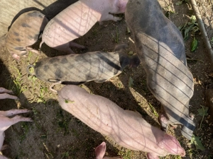 Grăsuni Rasa Landrace și Rasa Pietrain - imagine 3 Grăsuni Rasa Landrace și Rasa Pietrain - imagine 3