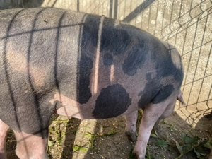 Grăsuni Rasa Landrace și Rasa Pietrain - imagine 5 Grăsuni Rasa Landrace și Rasa Pietrain - imagine 5