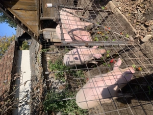 Vând porci grași               - imagine 2