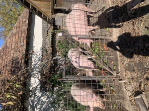 Vând porci grași               - imagine 4