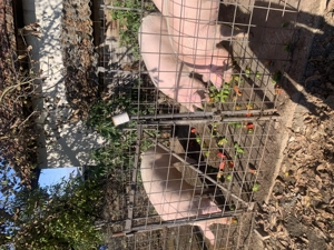 Vând porci grași               - imagine 3