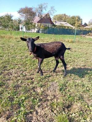 vând capră sau schimb cu grăunțe  - imagine 3 vând capră sau schimb cu grăunțe  - imagine 3