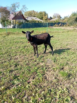 vând capră sau schimb cu grăunțe 