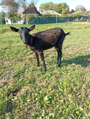 vând capră sau schimb cu grăunțe  - imagine 2 vând capră sau schimb cu grăunțe  - imagine 2