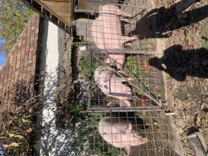 Vând porci grași               - imagine 5