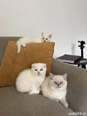 Pisoiași scottish fold si scottish straight - imagine 3