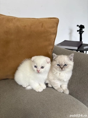 Pisoiași scottish fold si scottish straight - imagine 4