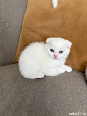 Pisoiași scottish fold si scottish straight