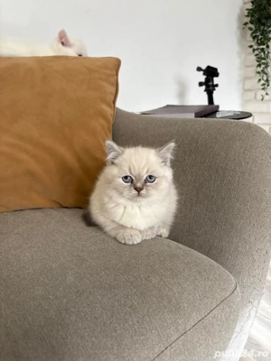 Pisoiași scottish fold si scottish straight - imagine 5