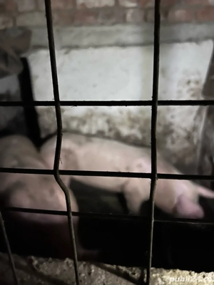 purcea de vanzare rasa pietrean