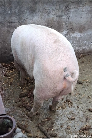 Vând porc in jur de 200kg - imagine 2