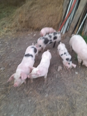 De vânzare porci  - imagine 2 De vânzare porci  - imagine 2