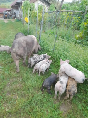 De vânzare porci  - imagine 3 De vânzare porci  - imagine 3