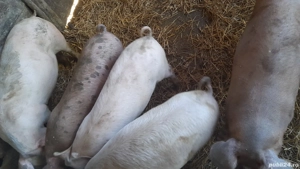 vand porci 30-50 kg  - imagine 2 vand porci 30-50 kg  - imagine 2