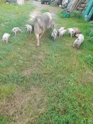 De vânzare porci  - imagine 5 De vânzare porci  - imagine 5