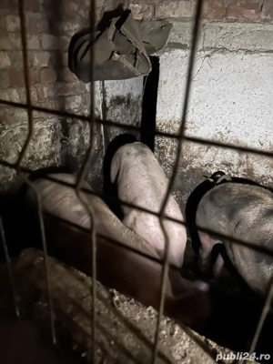 purcea de vanzare rasa pietrean - imagine 3