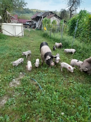 De vânzare porci  - imagine 4 De vânzare porci  - imagine 4
