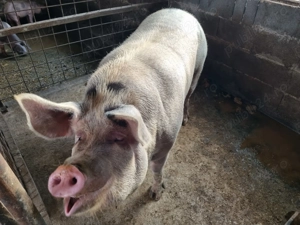 Porci și purcele de vânzare  - imagine 3 Porci și purcele de vânzare  - imagine 3