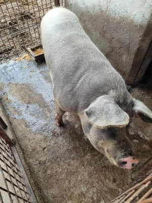 Porci și purcele de vânzare  - imagine 2 Porci și purcele de vânzare  - imagine 2