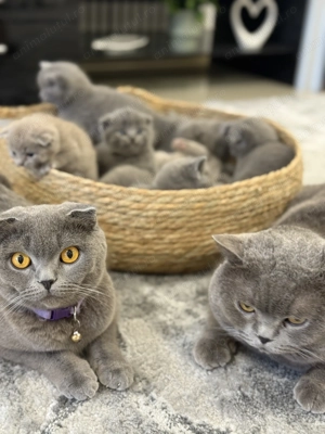 Vand puiuti brithish blue si schotish fold