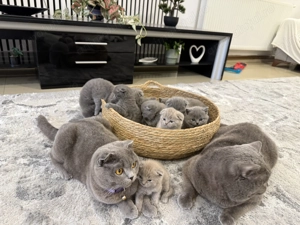 Vand puiuti british blue si schotish fold lila - imagine 3