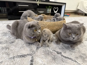 Vand puiuti british blue si schotish fold lila - imagine 4