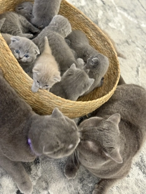 Vand puiuti british blue si schotish fold lila - imagine 2