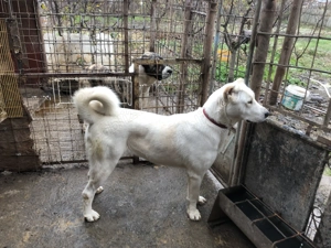 ciobanesc de asia centrala