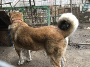 ciobanesc de asia centrala