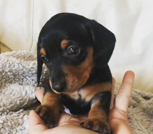 Teckel mascul superb