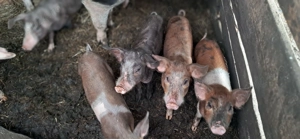 Purcei de vanzare - imagine 2