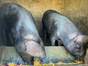 vand 1 din ce-i 2 porci
