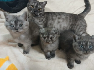 Vand puiuti british blak tabby smoke - imagine 4