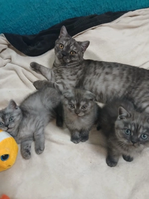 Vand puiuti british blak tabby smoke