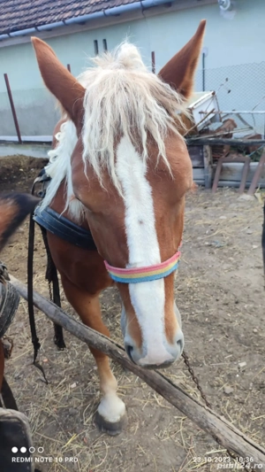 Vând urgent iapa șarga ! - imagine 3