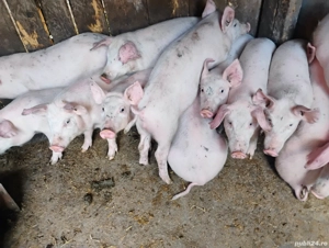 Vand Porcii  De Carne Marele Alb si Purcei Castratii