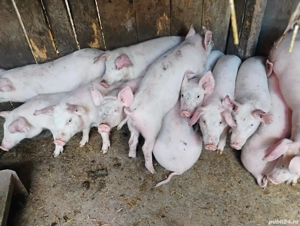 Vand Purceii Marele Alb cu Landrce si Pietrian - imagine 4 Vand Purceii Marele Alb cu Landrce si Pietrian - imagine 4